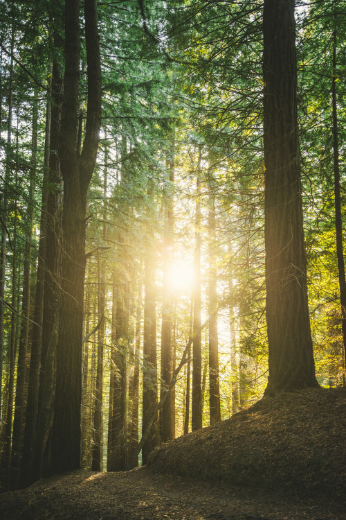 lvndscpe:

Secuoias at sunset | by Mario Gutiérrez
This photo as…