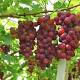 Now fight obesity, diabetes and heart disease with grape-orange combo – Hindustan Times