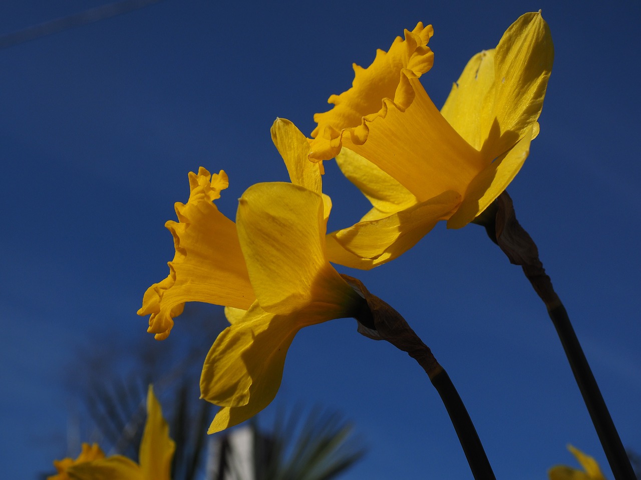 Sit Down Daffodils