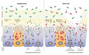 Disease Begins in the Mucus – Perfect Health Diet